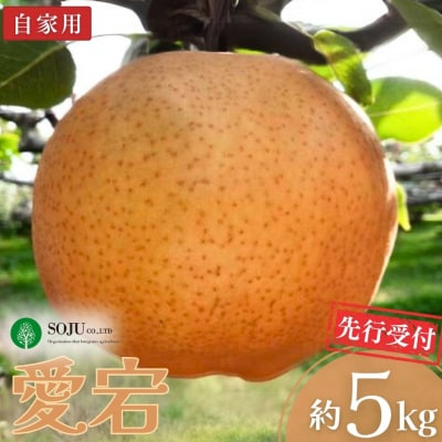 先行受付 和梨 愛宕 自家用 約5kg 令和8年度 新潟県三条市産 梨 【010S262】 