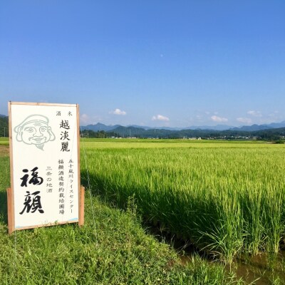 本醸造 福顔 1800ml×2本 化粧箱入 日本酒[福顔酒造]【013S076】
