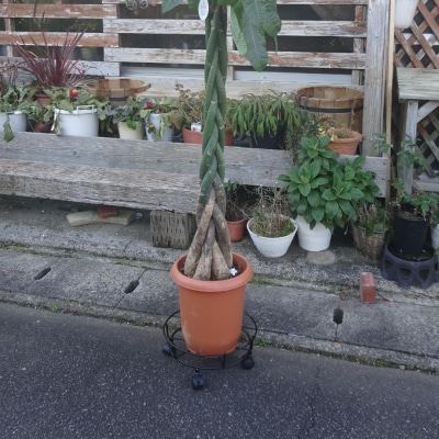 キャスター付鉢のせ台 S 植木鉢台 室内利用可 園芸用品 [株式会社オビタス] 【010S391】