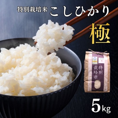 特別栽培米 コシヒカリ「極」 5kg 令和7年産 こしひかり 県認証特栽米【012S076】