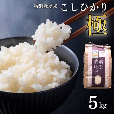 特別栽培米 コシヒカリ「極」 5kg 令和8年産 こしひかり 県認証特栽米【012S076】