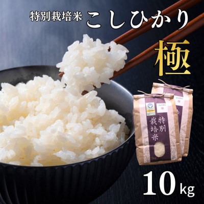 特別栽培米 コシヒカリ「極」 10kg 令和7年産 こしひかり 県認証特栽米【024S027】