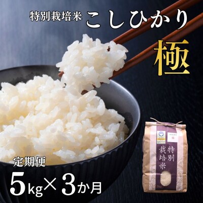 [定期便5kg×3か月] 特別栽培米 コシヒカリ「極」令和7年産こしひかり【035S009】