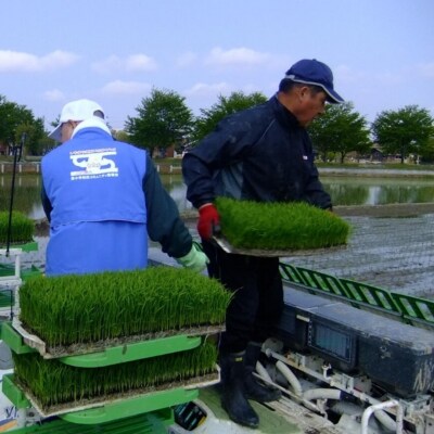 [定期便5kg×3か月] 特別栽培米 コシヒカリ「極」令和7年産こしひかり【035S009】
