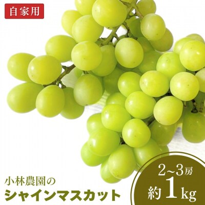 シャインマスカット 自家用 約1kg 訳あり 新潟県 三条市産 小林農園 【010P100】