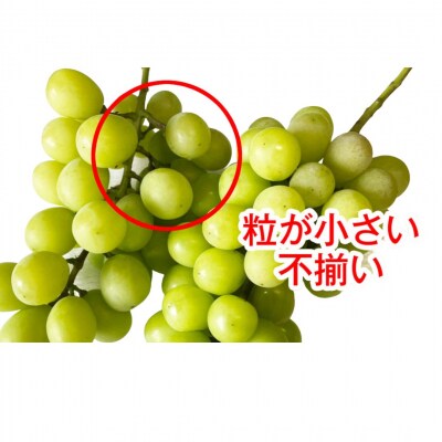 シャインマスカット 自家用 約1kg 訳あり 新潟県 三条市産 小林農園 【010P100】