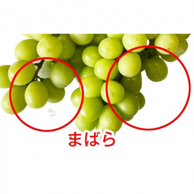 シャインマスカット 自家用 約1kg 訳あり 新潟県 三条市産 小林農園 【010P100】