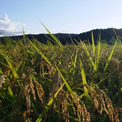 [定期便10kg (5kg×2袋) ×6か月] コシヒカリ 新潟県 三条市下田産 【092S004】