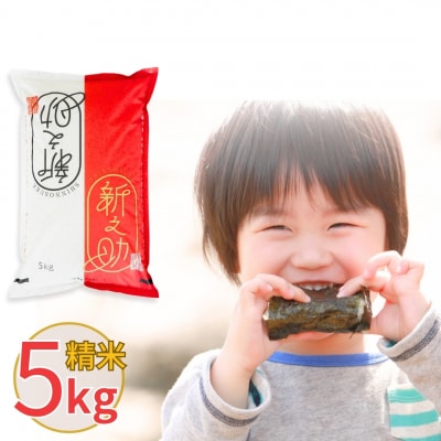 新潟県産 新之助 5kg しんのすけ 令和7年産 [株式会社白熊]【010S370】