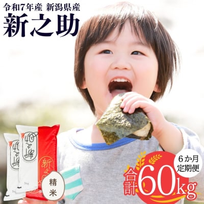 [�����10kg×6����] �V�����Y �V�V�� �v60kg [������Д��F]�y108S003�z