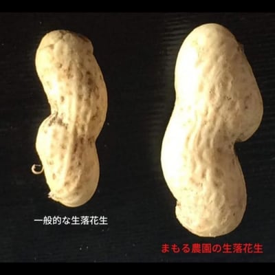 先行受付 生落花生「おおまさり」 1kg(500g×2袋)[まもる農園] 【010S204】