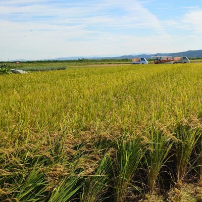 すのこタン。米 2kg 新潟県三条市産 コシヒカリ 非BLコシヒカリ 令和7年産 【010S423】