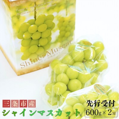 先行受付 シャインマスカット 約600g×2房 令和8年度 新潟県産 種なし 【017S043】