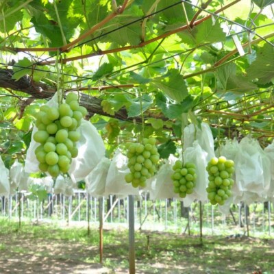 先行受付 シャインマスカット 約600g×2房 令和8年度 新潟県産 種なし 【017S043】