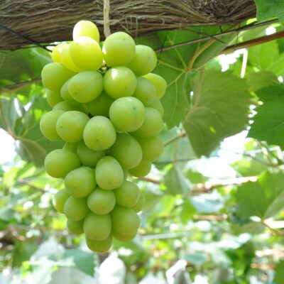 先行受付 シャインマスカット 約600g×2房 令和8年度 新潟県産 種なし 【017S043】