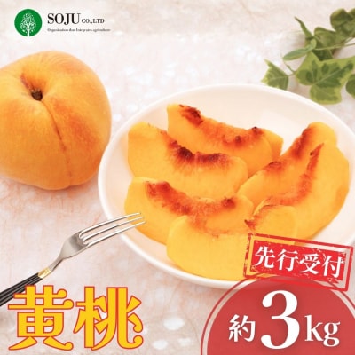 先行受付 黄桃 約3kg 令和8年産 新潟県 三条市産 【017S041】