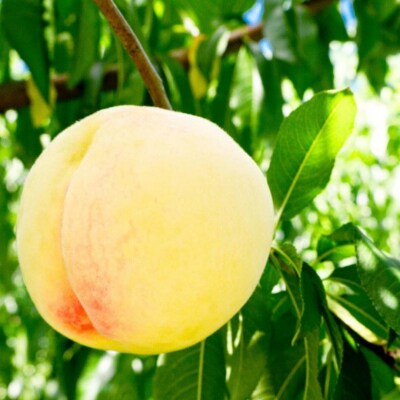 先行受付 黄桃 約3kg 令和8年産 新潟県 三条市産 【017S041】