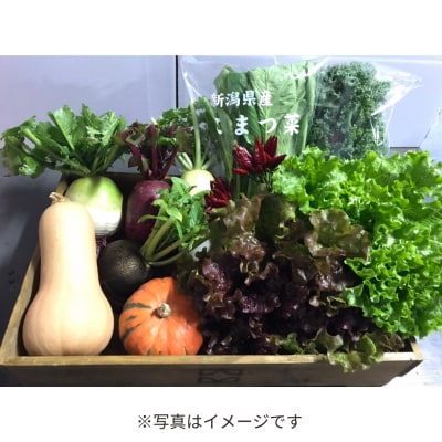 旬の野菜セット(7～8品) 季節の野菜 詰合せ [内山農園]【011S166】