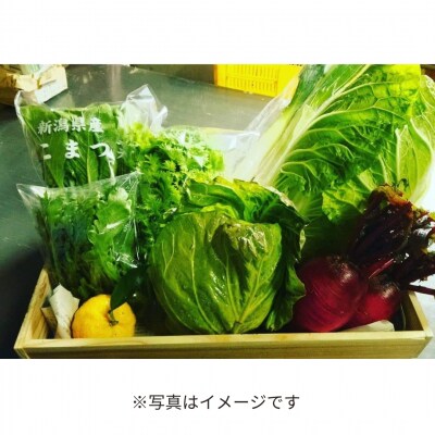 旬の野菜セット(7～8品) 季節の野菜 詰合せ [内山農園]【011S166】