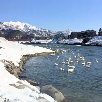 有機JAS認証 新潟県しただ産コシヒカリ5kg 玄米 こしひかり 令和7年産【013S084】