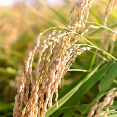 先行受付 新潟県産コシヒカリ従来品種10kg 食味検査で高評価[飯塚農園]【020S057】