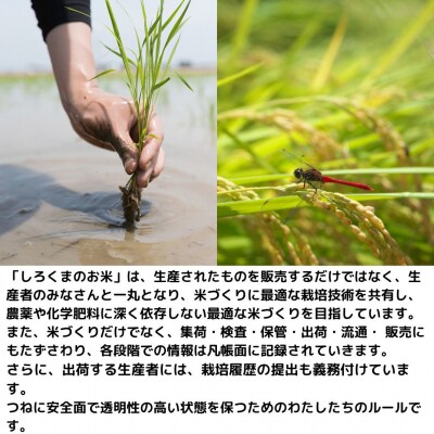 新潟県産ブレンド米 10kg(5kg×2袋) 令和6年産米 精米 [株式会社白熊]【010S455】
