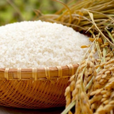 特別栽培米コシヒカリ 白米 5kg 令和7年産 [佐藤農産]【010S444】