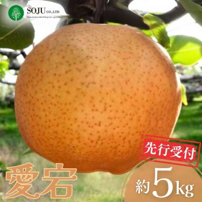 先行受付 和梨 愛宕 約5kg 贈答用【016P024】