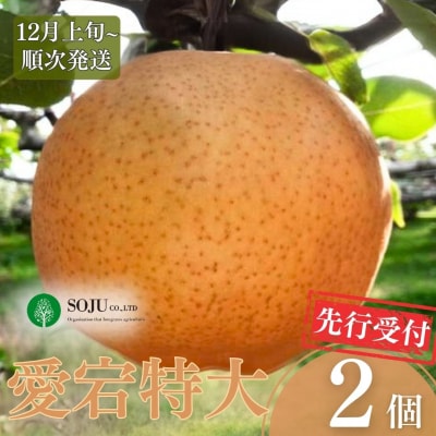 先行受付 和梨 愛宕 特大2個 [12月上旬から発送予定] 【016P027】