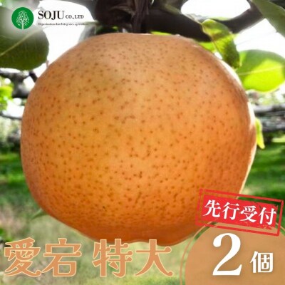 先行受付 和梨 愛宕 特大2個 [三条果樹専門家集団] 【016P027】