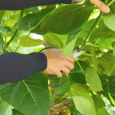 大久保植木屋鋏 宗家秀久 [外山刃物]【022S058】
