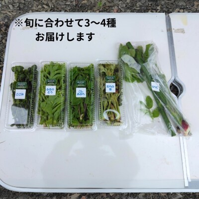 先行受付 おまかせ天然山菜セット(3～4種500g) [4月上旬から順次発送予定]【020S069】
