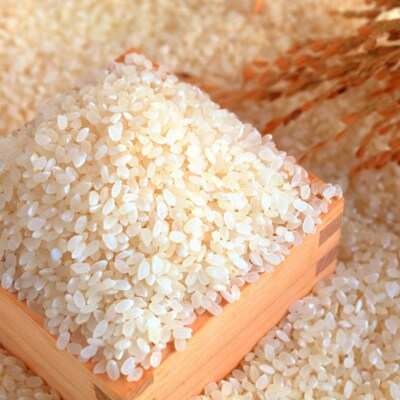 先行受付 コシヒカリ定期便10kg(5kg×2袋)×3回 新潟県 三条市 【060S010】