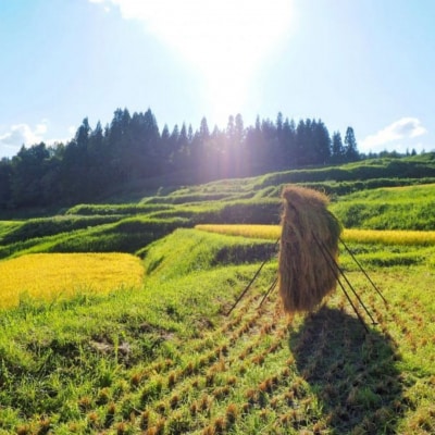 [数量限定] 棚田米 米ぬか栽培コシヒカリ5kg 新潟県 三条市 【014S086】