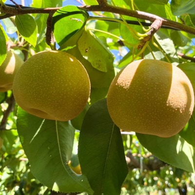 先行受付 和梨 幸水 約5kg  令和8年度 しなのがわジューシーファーム 【015S131】