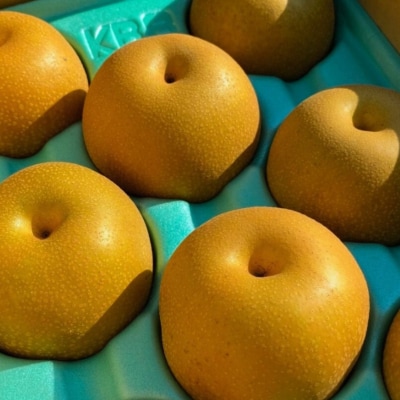 先行受付 和梨 豊水 約5kg  令和8年度 しなのがわジューシーファーム 【015S132】