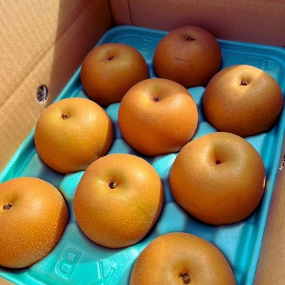 先行受付 和梨 あきづき 約3kg 令和8年度 しなのがわジューシーファーム 【010S486】