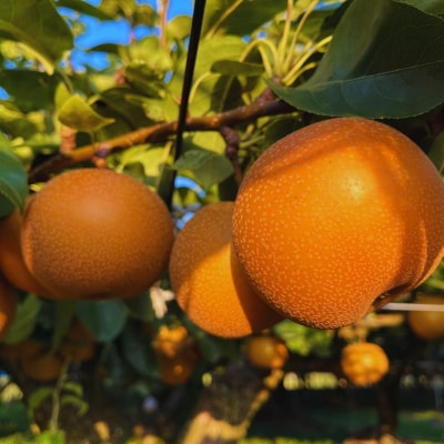 先行受付 和梨 あきづき 約5kg 令和8年度 しなのがわジューシーファーム 【015S133】