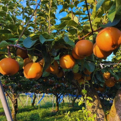 先行受付 和梨 あきづき 自家用 約5kg 令和8年度 しなのがわジューシーファーム 010S488