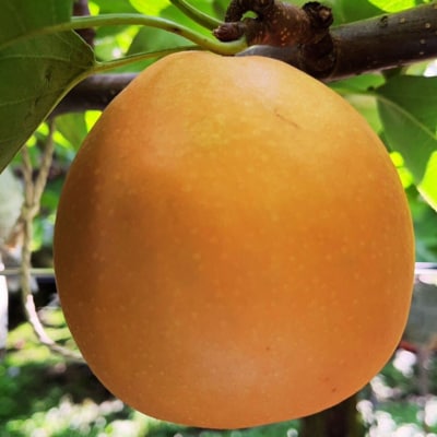 先行受付 和梨 新高 約5kg 令和8年度 しなのがわジューシーファーム 【015S134】