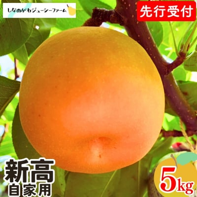 先行受付 和梨 新高 自家用 約5kg 令和8年度 しなのがわジューシーファーム 【010S491】
