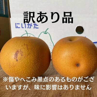 先行受付 和梨 新高 自家用 約5kg しなのがわジューシーファーム 【010S491】