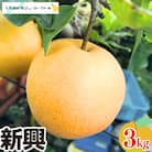 和梨 新興 約3kg しなのがわジューシーファーム 【010S492】