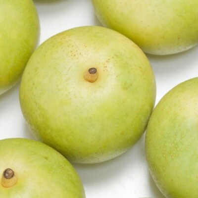 先行受付 和梨 秋麗 約3kg 令和8年産 新潟県 三条市産 【010S496】