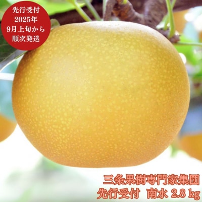 先行受付 和梨 南水 約2.8kg [9月上旬から発送予定] 新潟県 三条市産 【010S497】