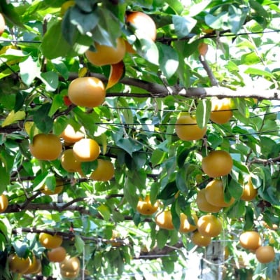 先行受付 和梨 南水 約2.8kg 令和8年産 新潟県 三条市産 【010S497】