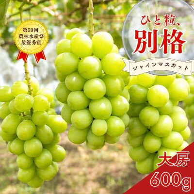 *先行予約* 大房シャインマスカット 1房 約600g [2026年発送分] 【010S600】