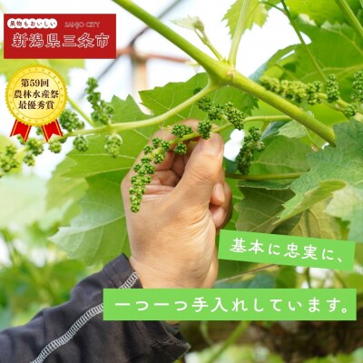 *先行予約* 大房シャインマスカット 1房 約600g [2026年発送分] 【010S600】