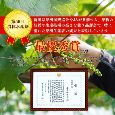 *先行予約* 大房シャインマスカット 1房 約600g [2026年発送分] 【010S600】