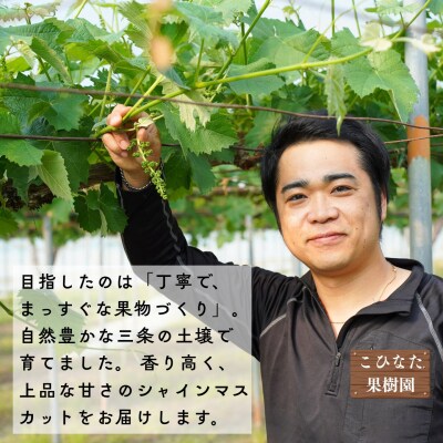 *先行予約* 大房シャインマスカット 1房 約600g [2026年発送分] 【010S600】